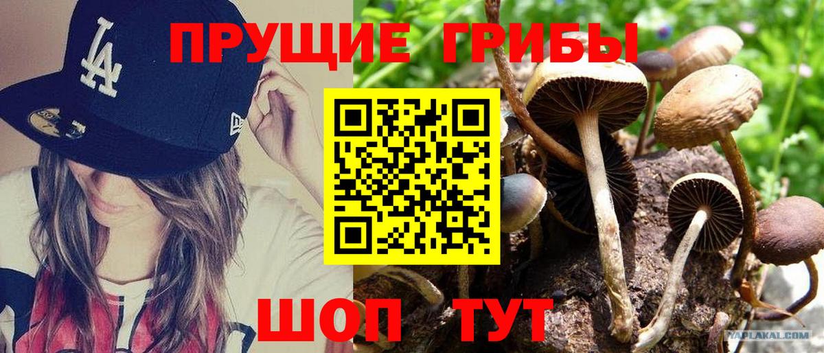 наркота  Вход с VPN  Славгород  Галлюциногенные грибы GOLDEN TEACHER 